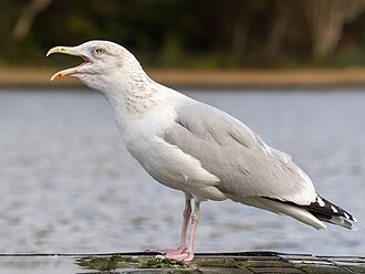 Larus argentatus